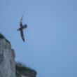 Fulmar boréal à Ault